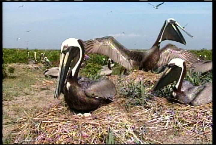 Fish and Wildlife: History of the US Fish & Wildlife Service