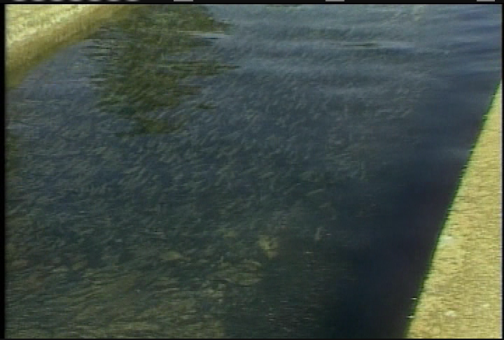 Fish and Wildlife: Trout Triumphant