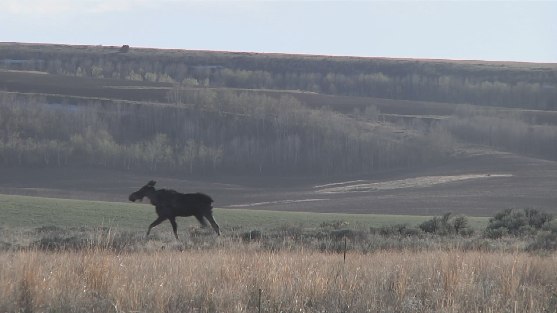 Thumbnail image for Kris Milgate - Cranes