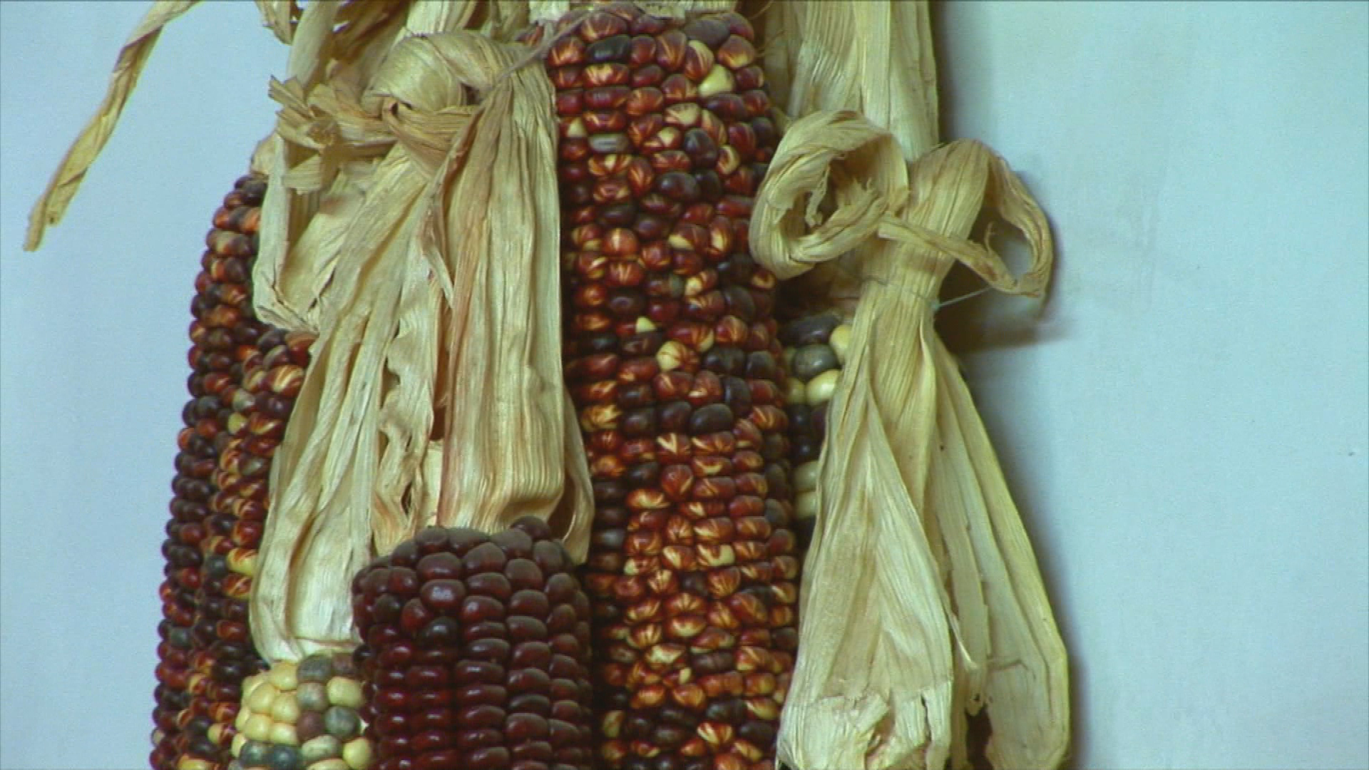 Food & Agricultural Science: Genomics, Genetic Engineering and Editing
